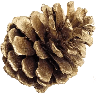 Inspire Us Lostpine - Stunning Nature Pattern - Full HD