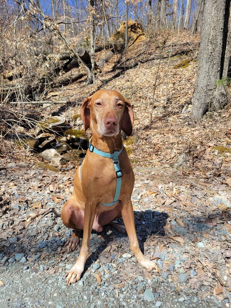 Sinclair Animal Services Llc - Creative Minimal Background - High Resolution