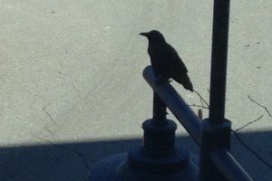 Bats, Bears, and Blackbirds