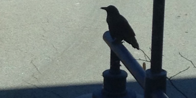 Bats, Bears, and Blackbirds 