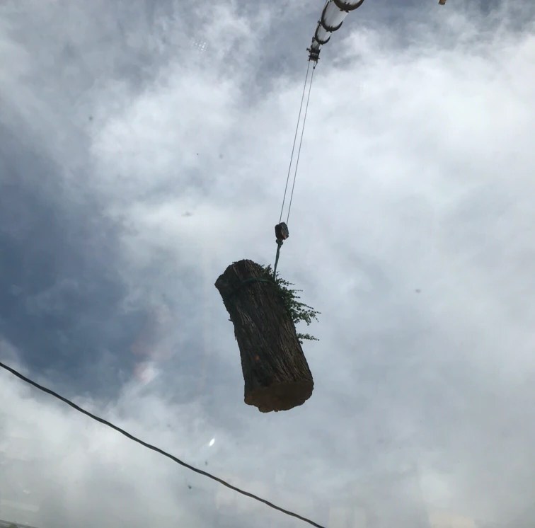 Tree Trimming in Massachusetts, MM Tree Services (2)-min