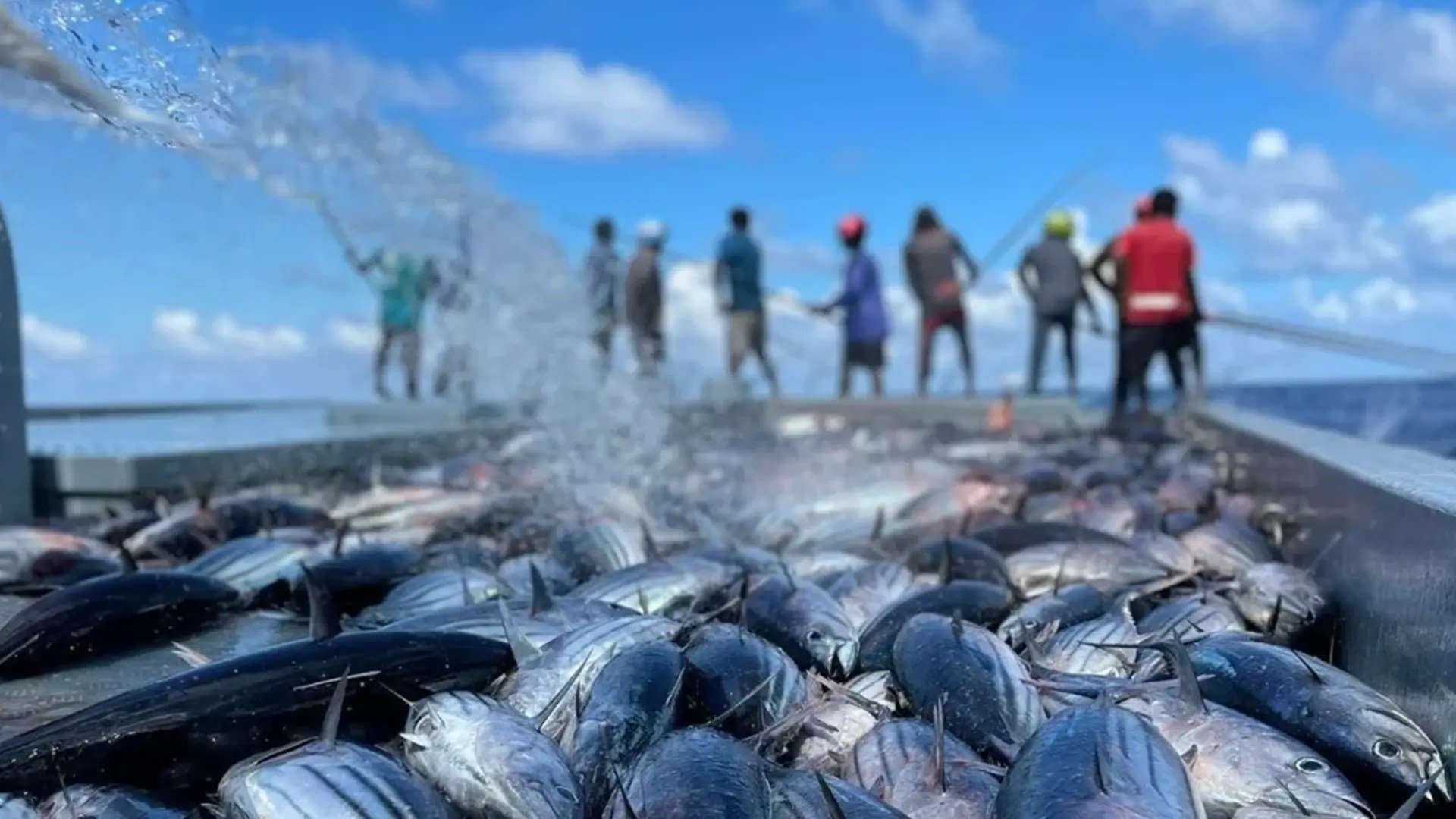 85 applications filed for fisheries loan scheme