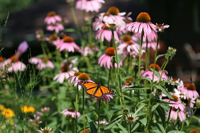 Photo courtesy of Karen Eckman