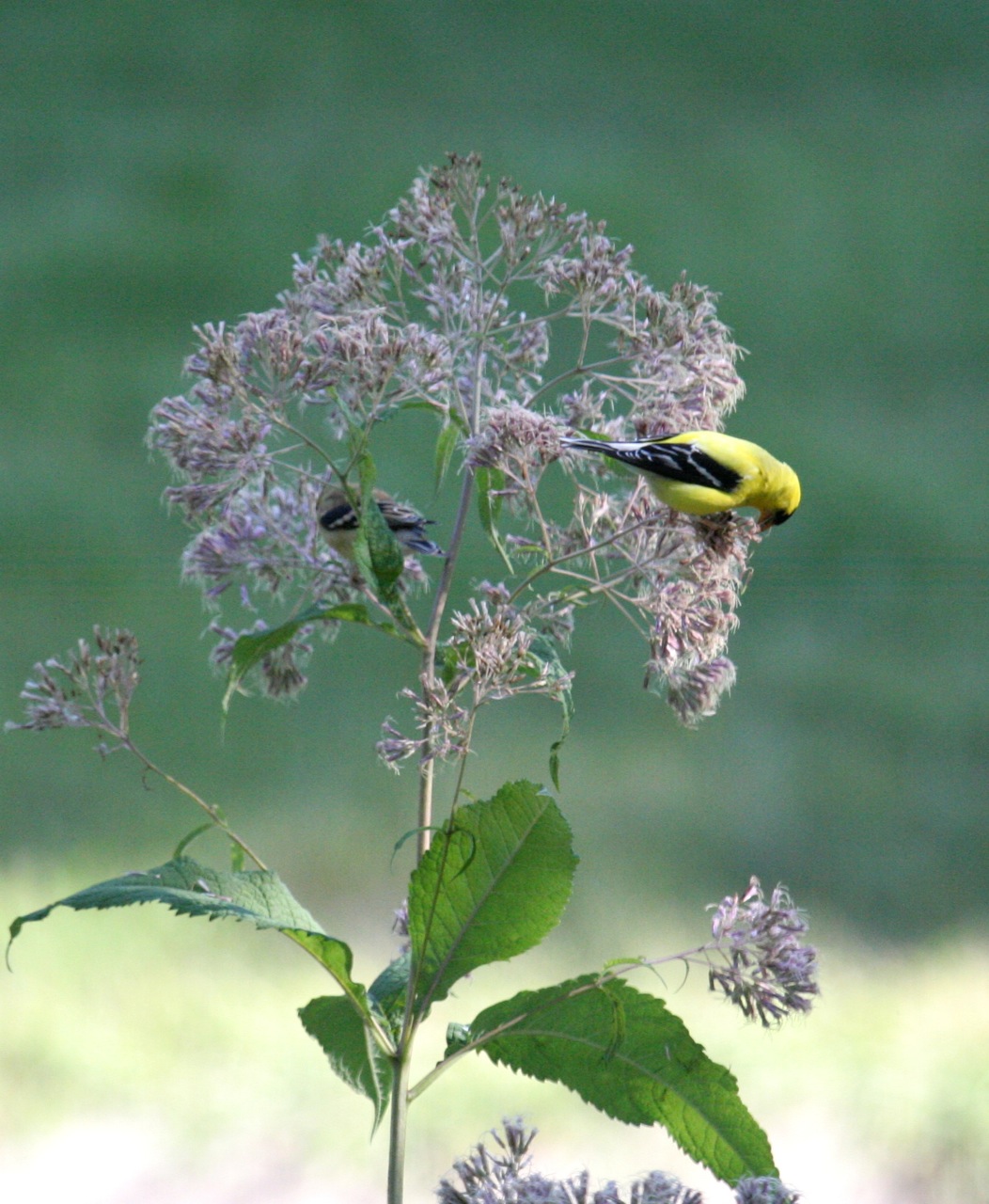 Photo courtesy of Karen Eckman