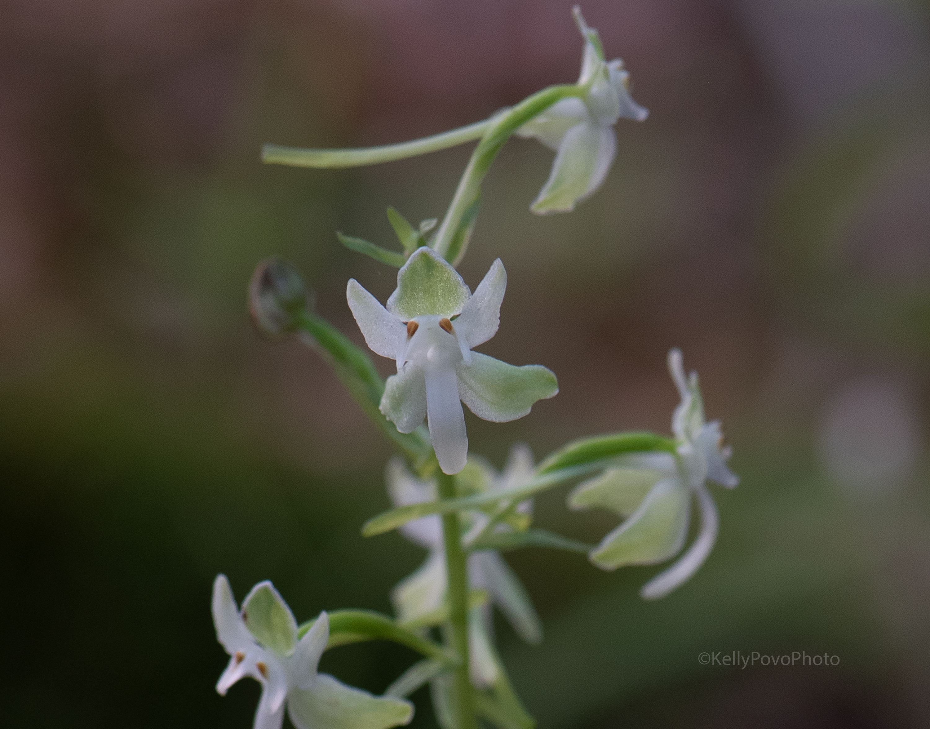 Winter Wildflower Warmth