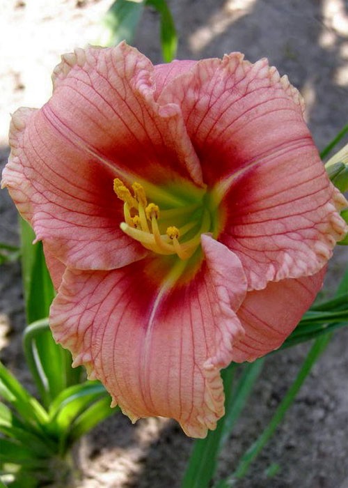 Лілійник "Siloam Bye Lo