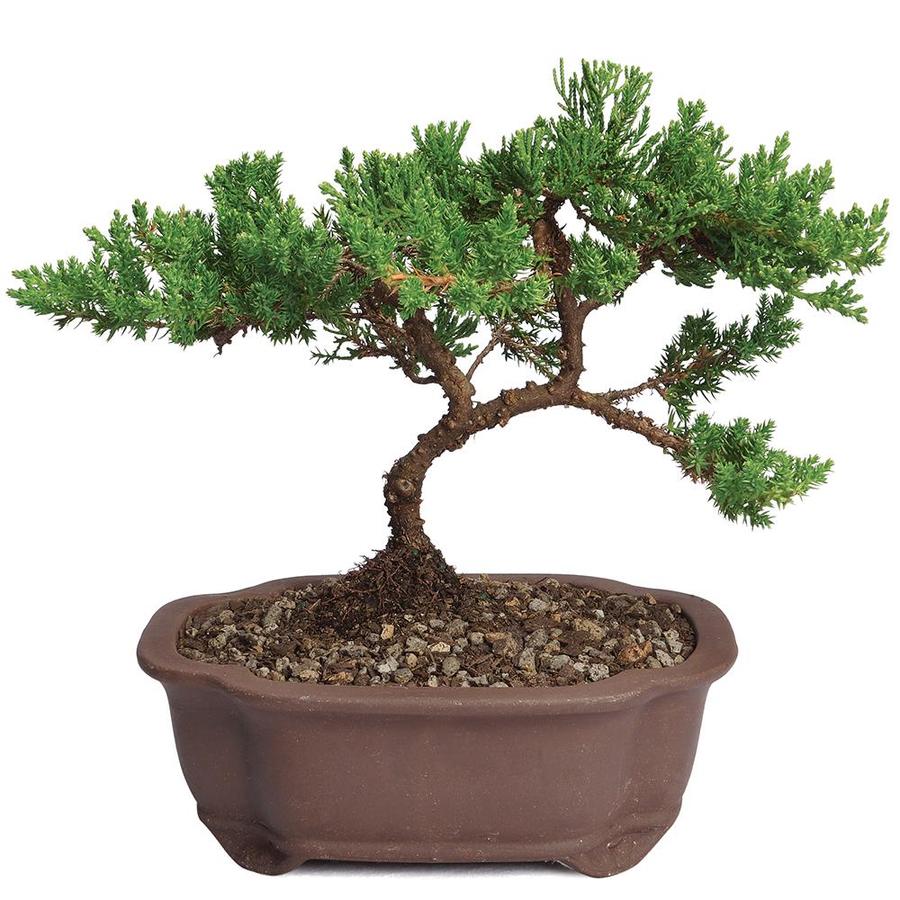 Brought This Bonsai From Lowes But I Dont Really Know The Species Could Some One Help Identify It Thanks Whatsthisplant