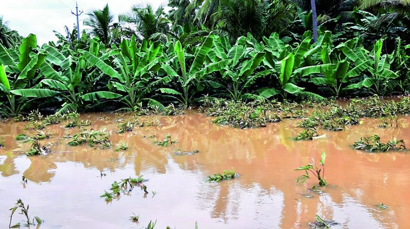 Crop insurance