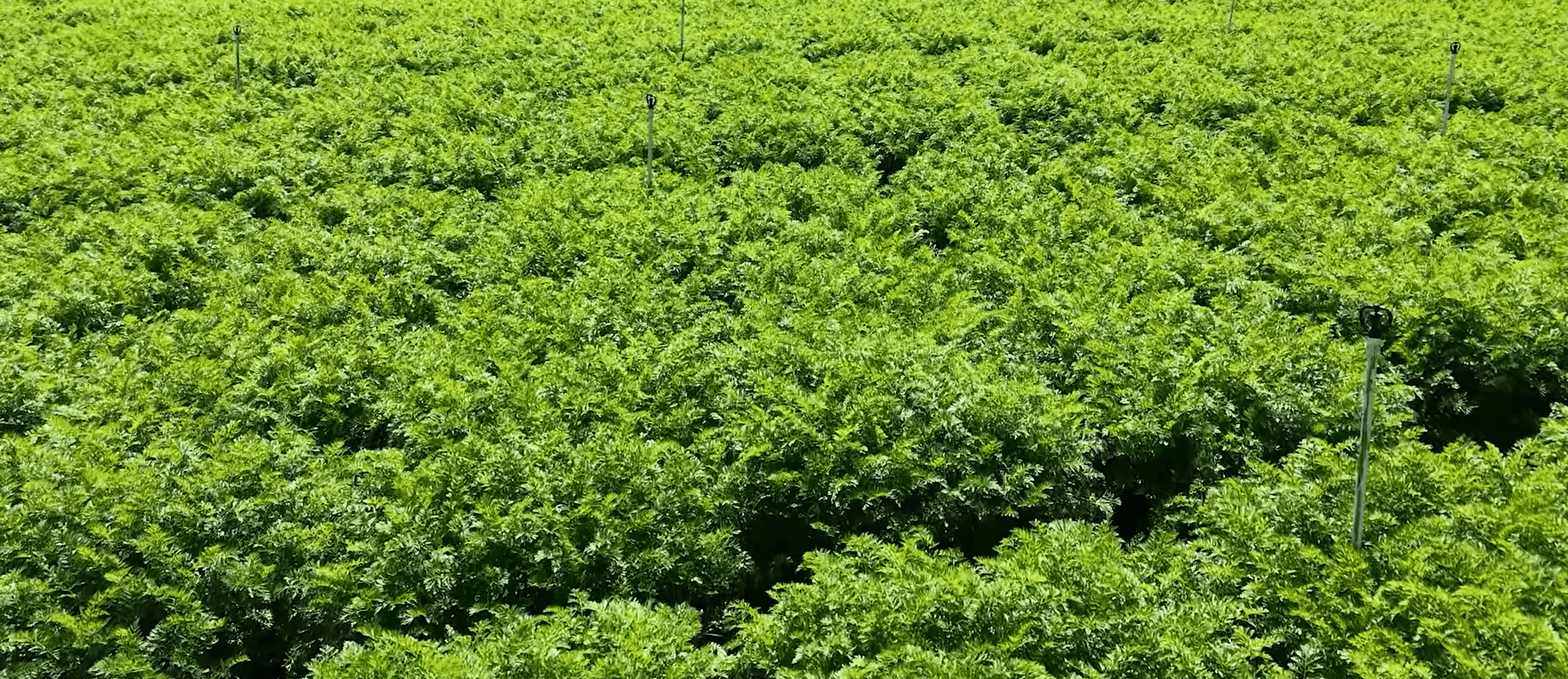 Smart Irrigation System in Ooty