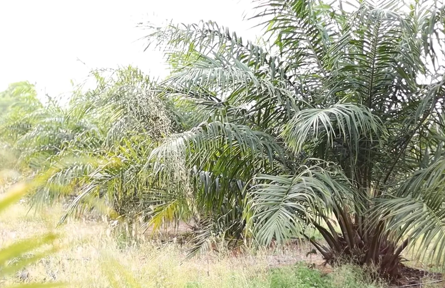 Automatic Irrigation System for Oil Palm