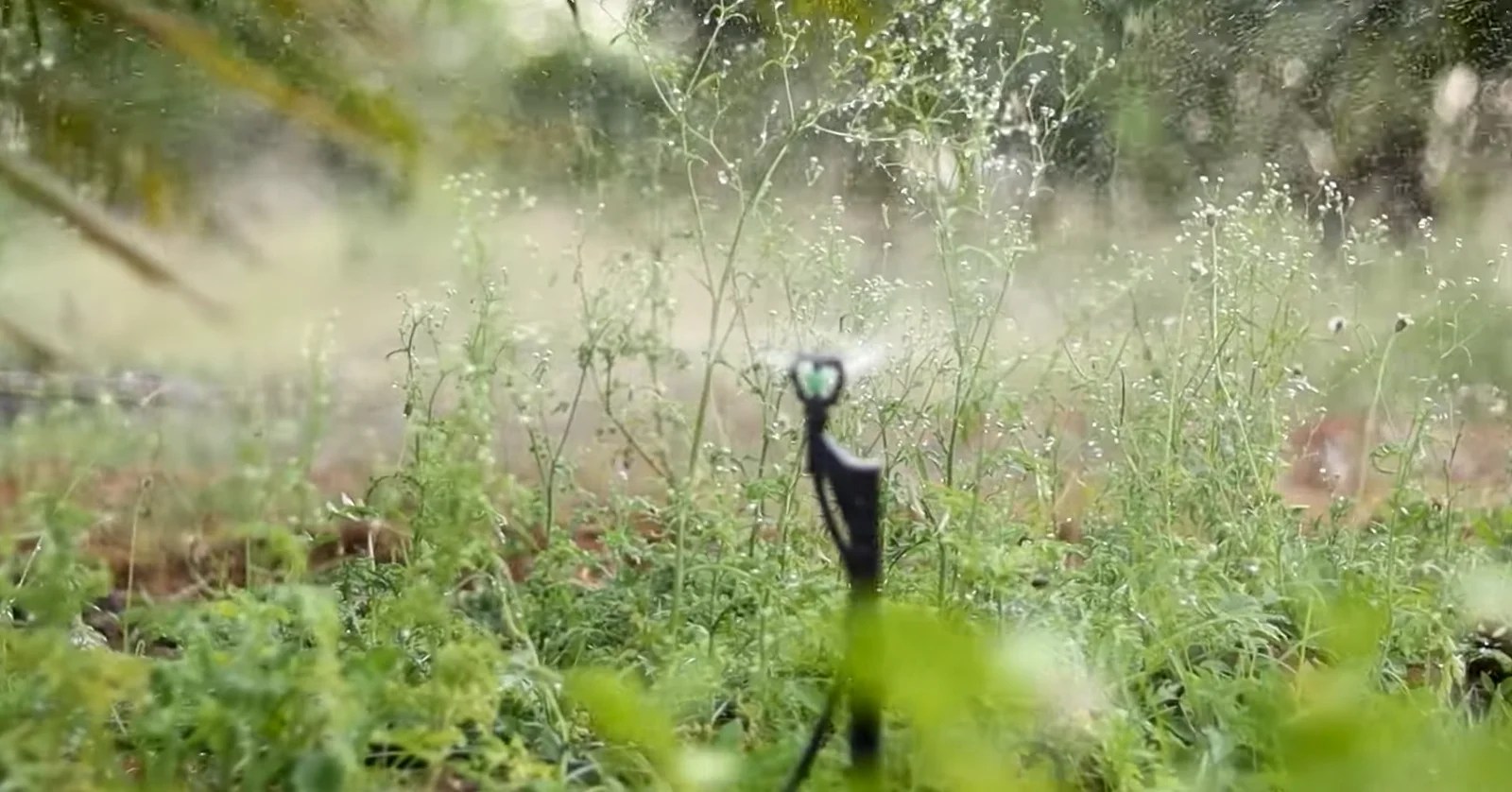 Automatic Irrigation System for Oil Palm