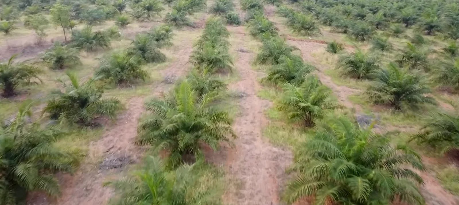 Automatic Irrigation System for Oil Palm
