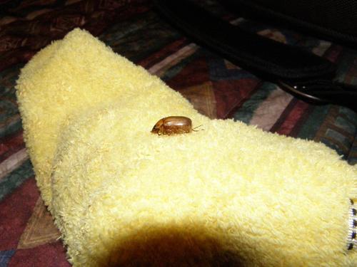 Junebug Junebug