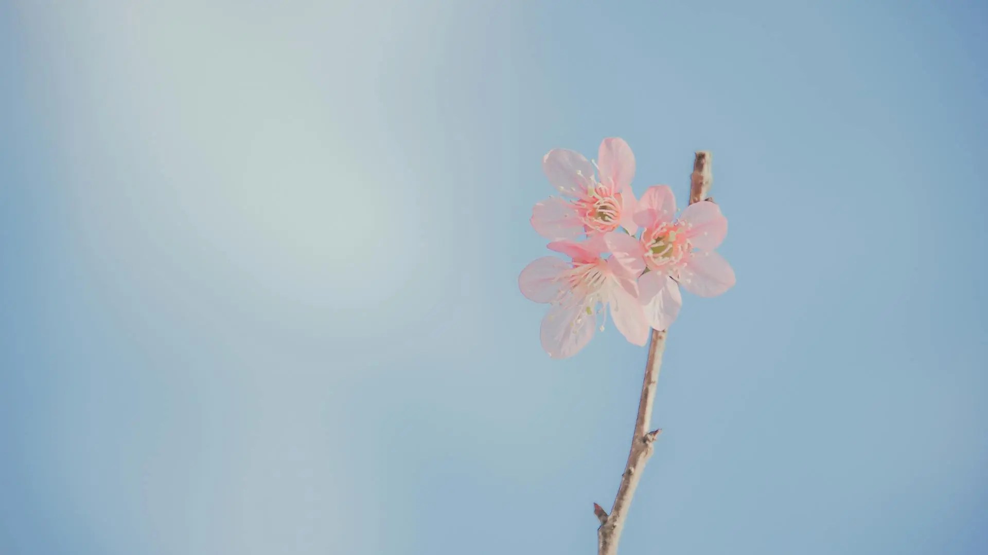 flores modas lurar