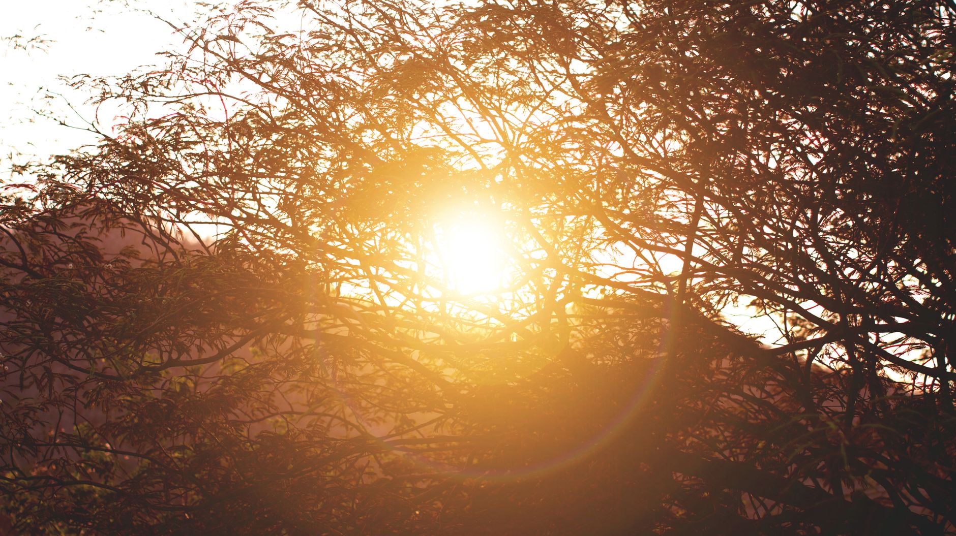 sunrise behind silhouette of tree