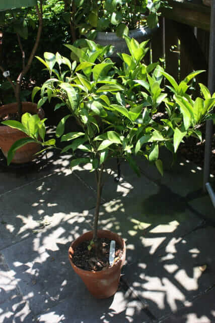 How To Care For A Meyer Lemon Tree Indoors