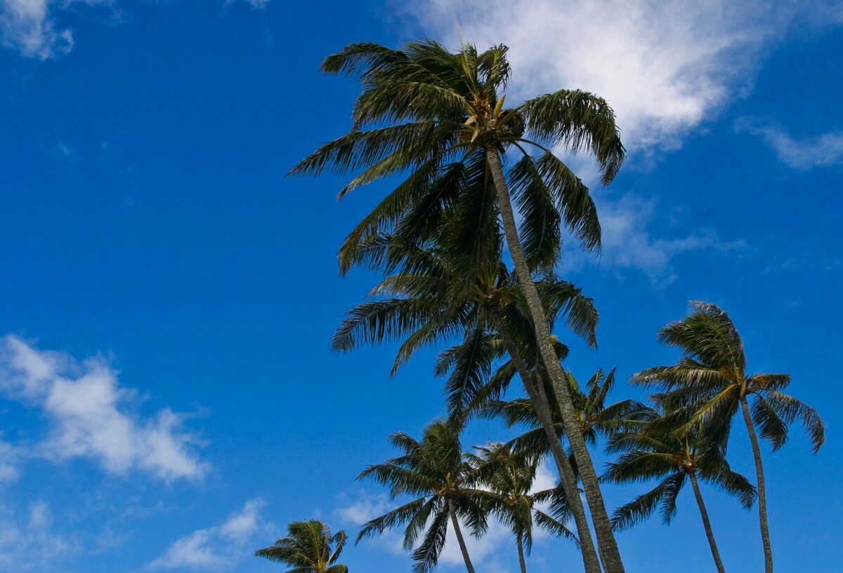 Palm Tree Graphic Design Template Royalty Free Vector Image