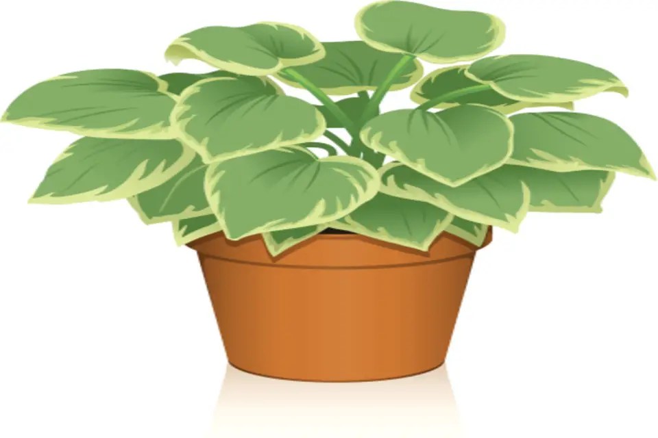 How and when to divide hostas