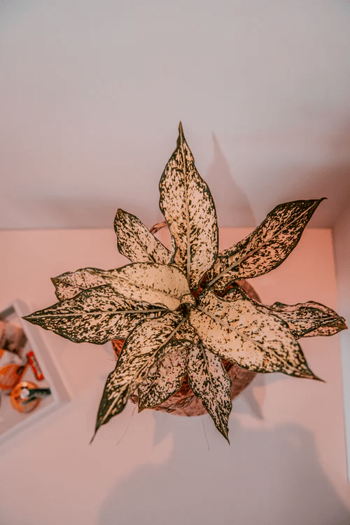 Polka dot plant overwatered- read carefully before watering your plant