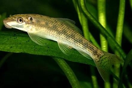 10 best saltwater fish that eat hair algae · 1. 18 Best Algae Eaters For A Balanced Aquarium Freshwater