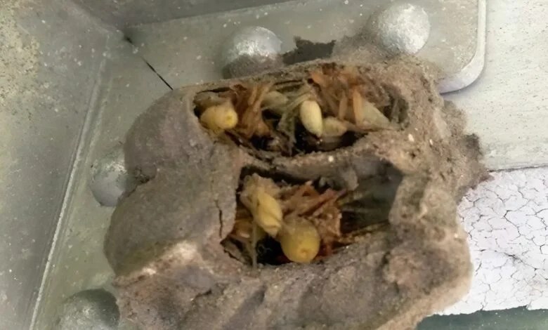 I went into the garage just to grab an old toolbox!