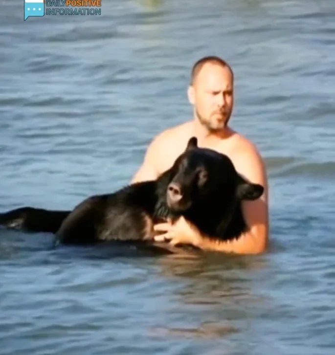 A 400 Pound Black Bear Was Drowning In The Ocean, But One Man Refused To Let That Happen