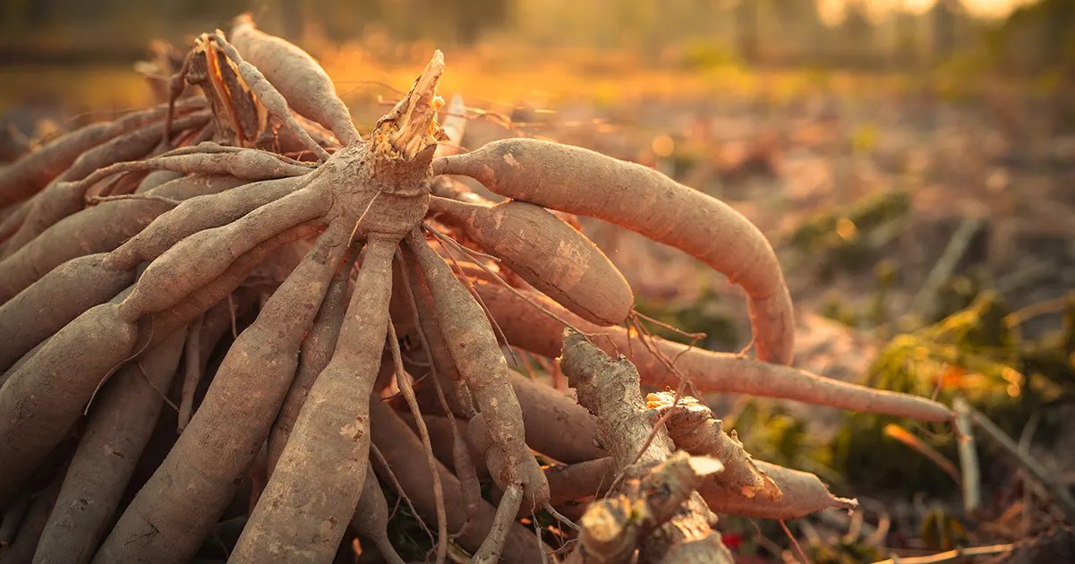 World’s 'deadliest food' kills 200 each year