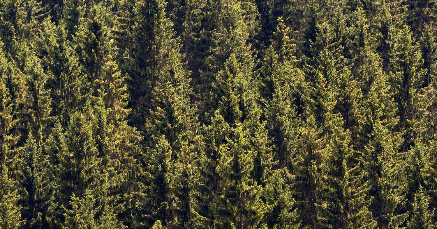 A forest of pine trees.