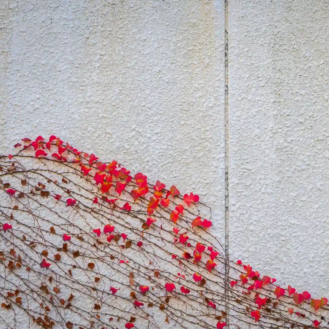 wall paint