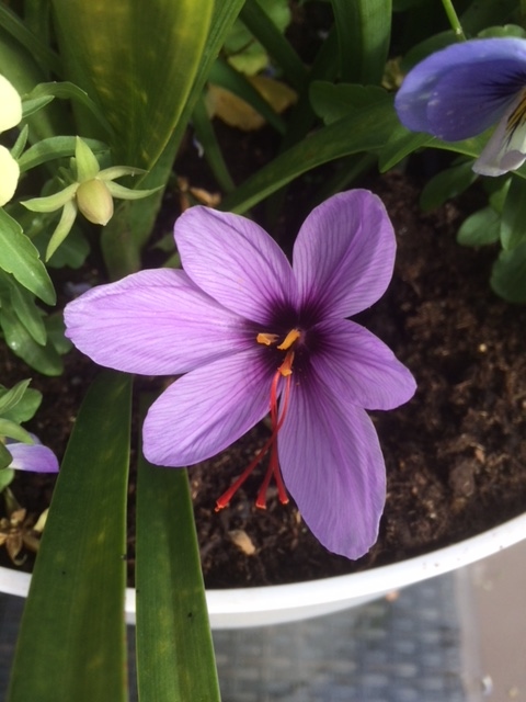 Krokus Flower Drawing Butterfly Drawing Drawings