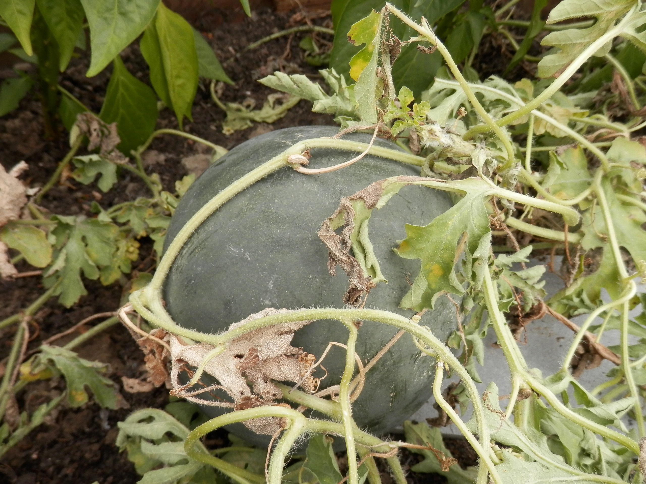 Watermeloen uit de moestuin