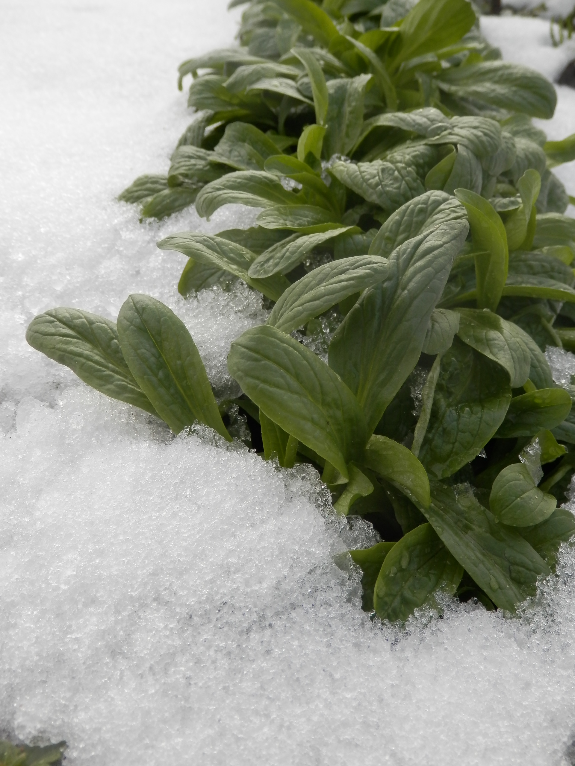 Veldsla kan goed tegen vorst.
