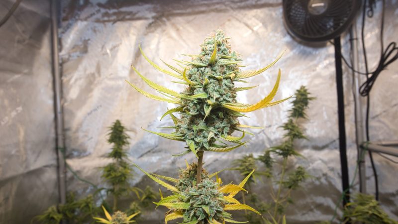 Home grown: How much weed do Missourians grow at home?