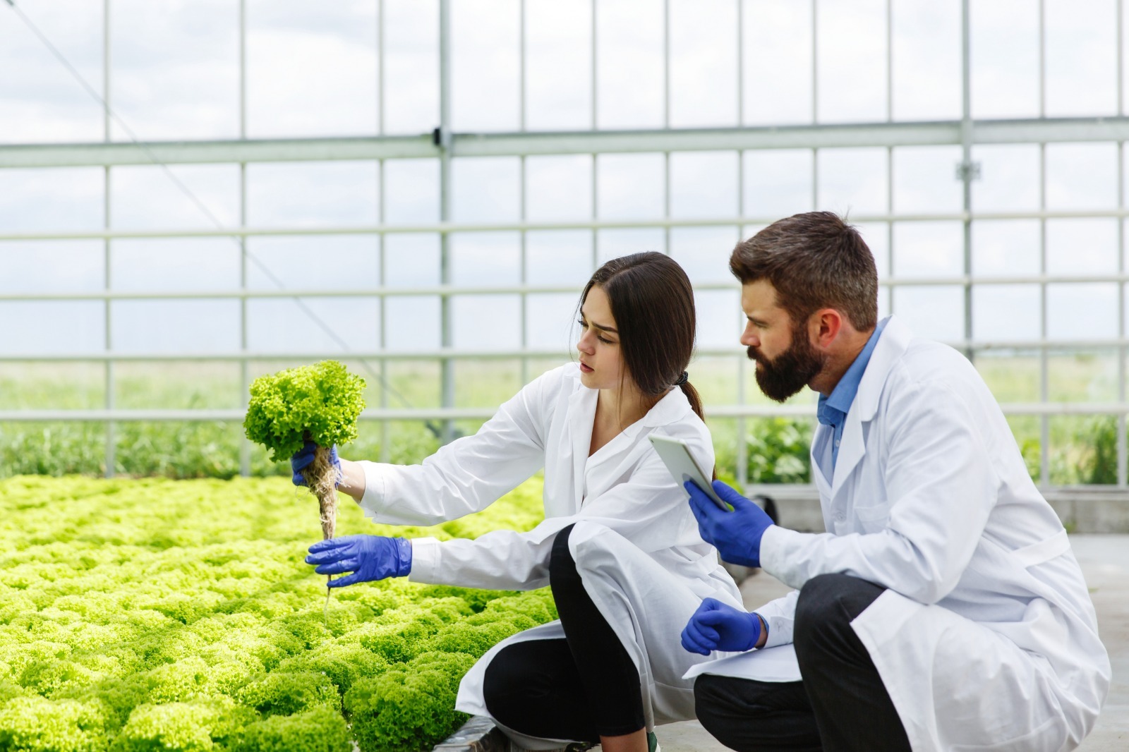 Hydroponic / aquaponic farming