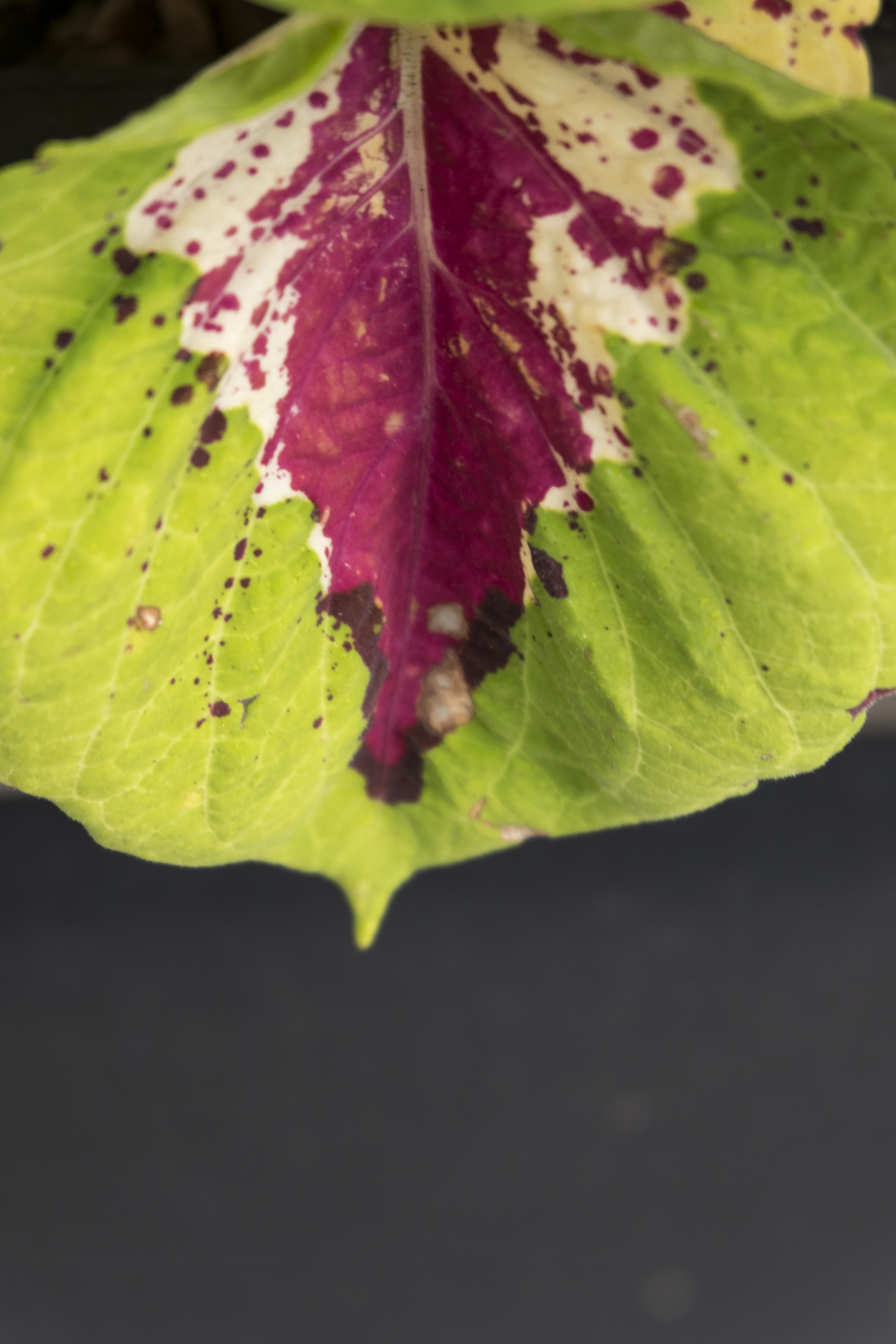 Split complements: magenta, yellow, green