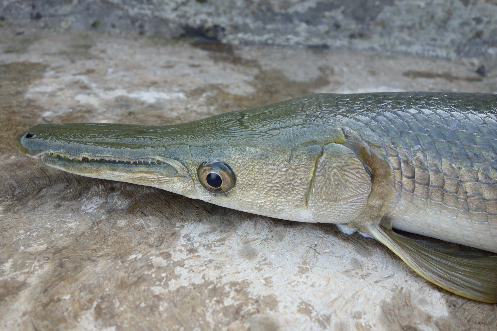 Ikan yang dikenal sebagai arapaima (arapaima gigas) adalah salah satu ikan air tawar terbesar di dunia yang dapat tumbuh hingga 3 meter . Teror Ikan Predator Dan Invasif Yang Mengancam Penghuni Sungai Jogja Mojok Co
