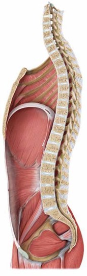 Przepona przekrój boczny