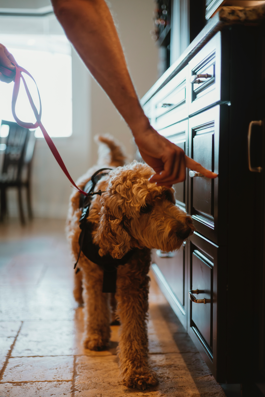 mold detection dog Florida inspecting home