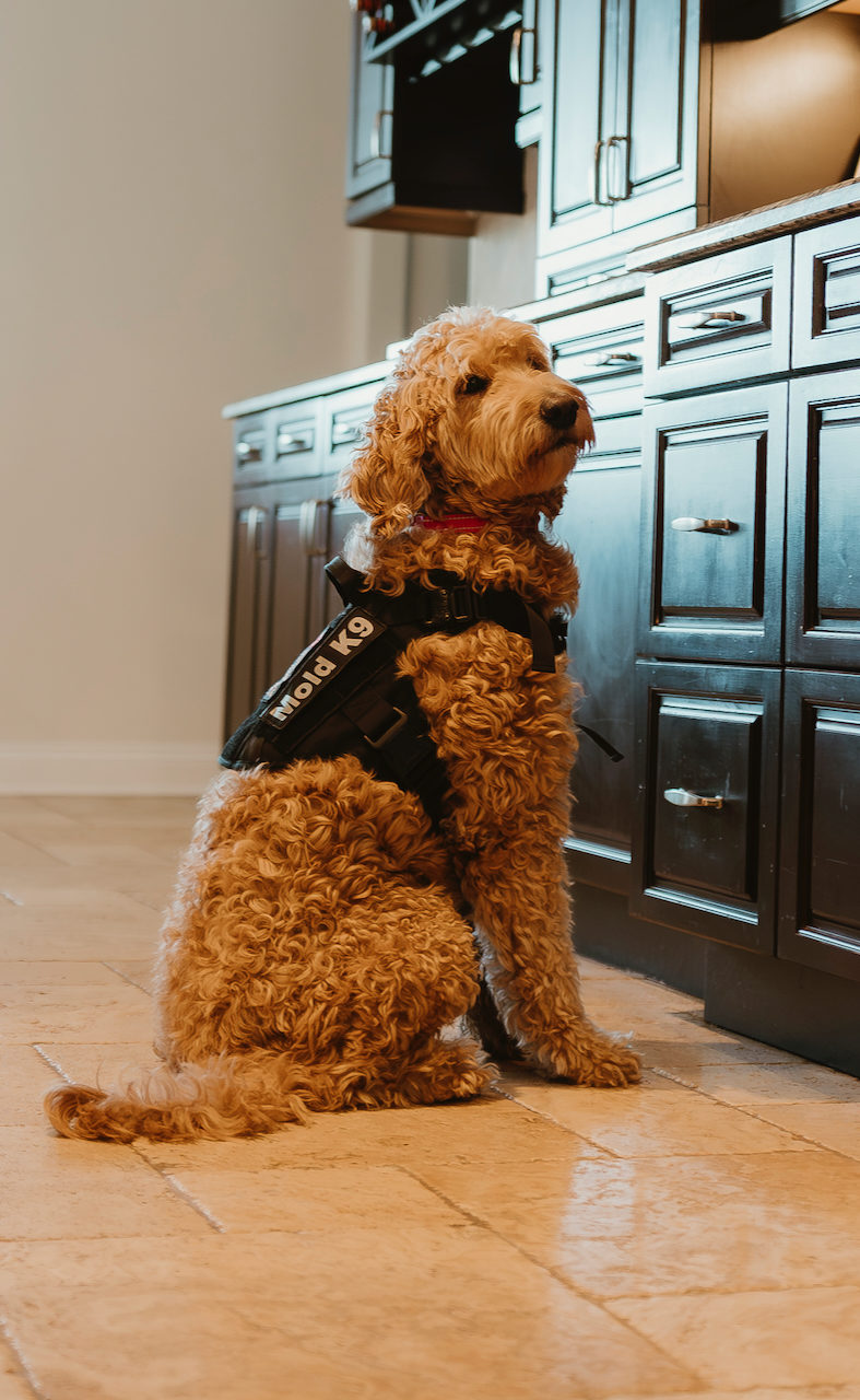 mold inspection Florida home with mold detection dog Arizona