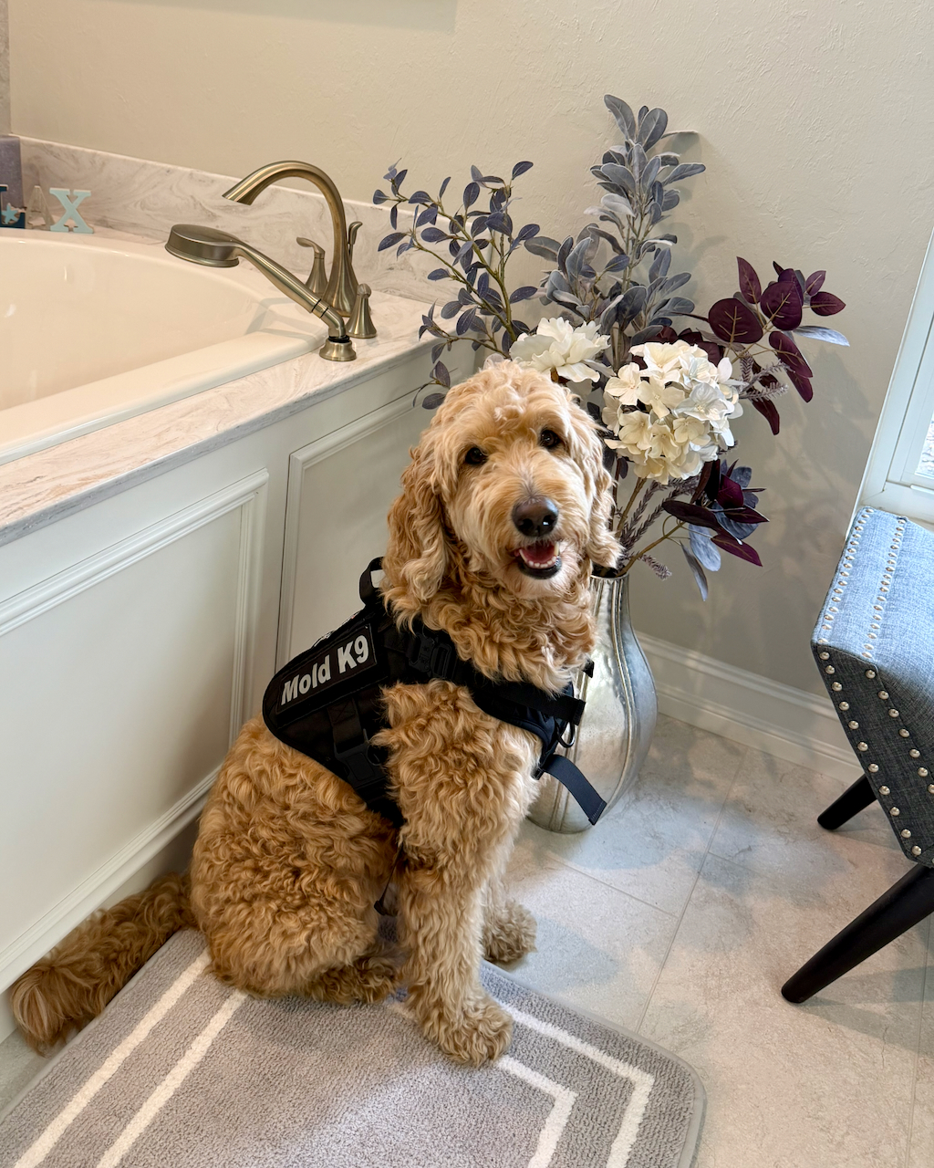 mold inspection Orlando home with mold detection dog