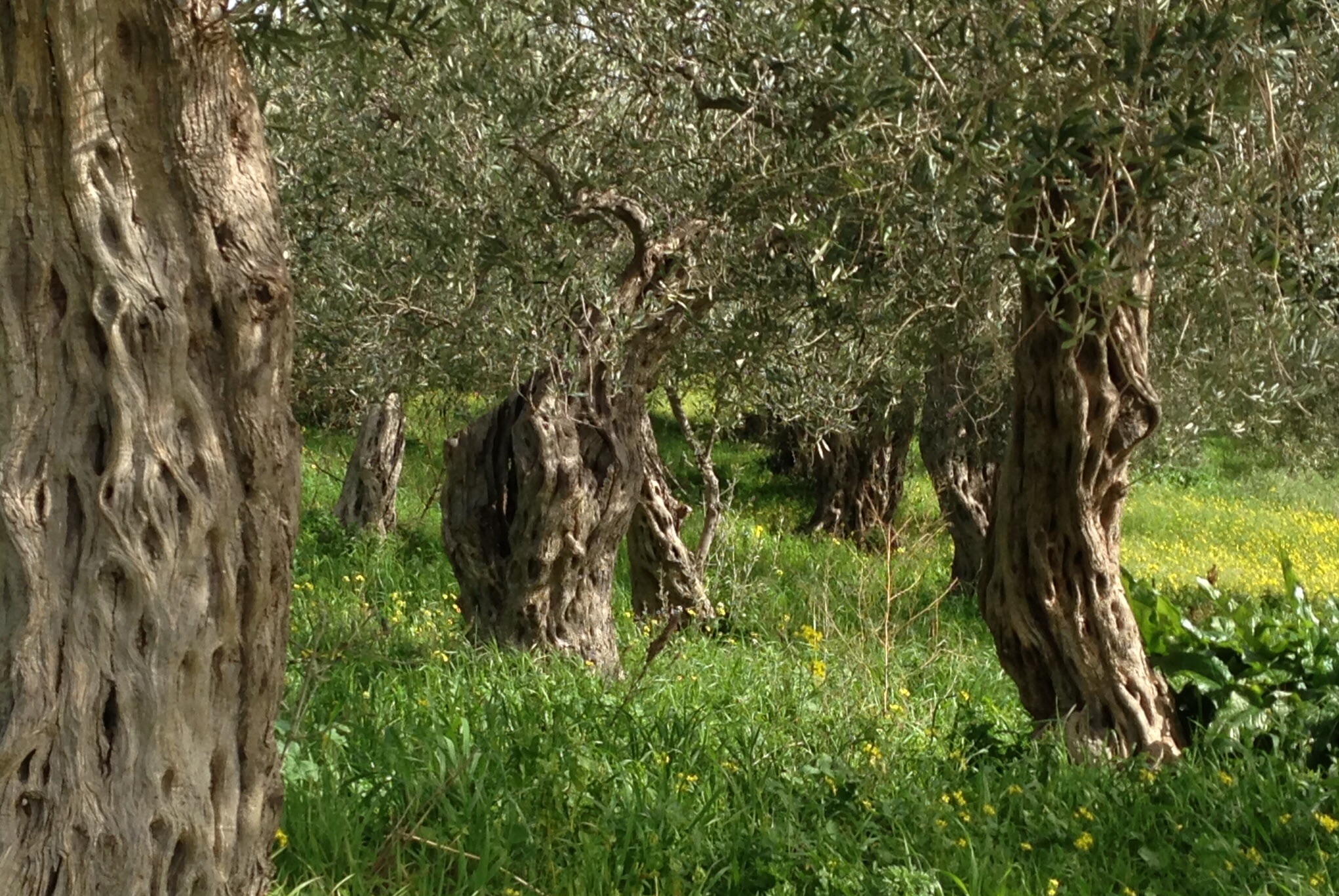 Gnarled old faithfuls, nestled in winter growth