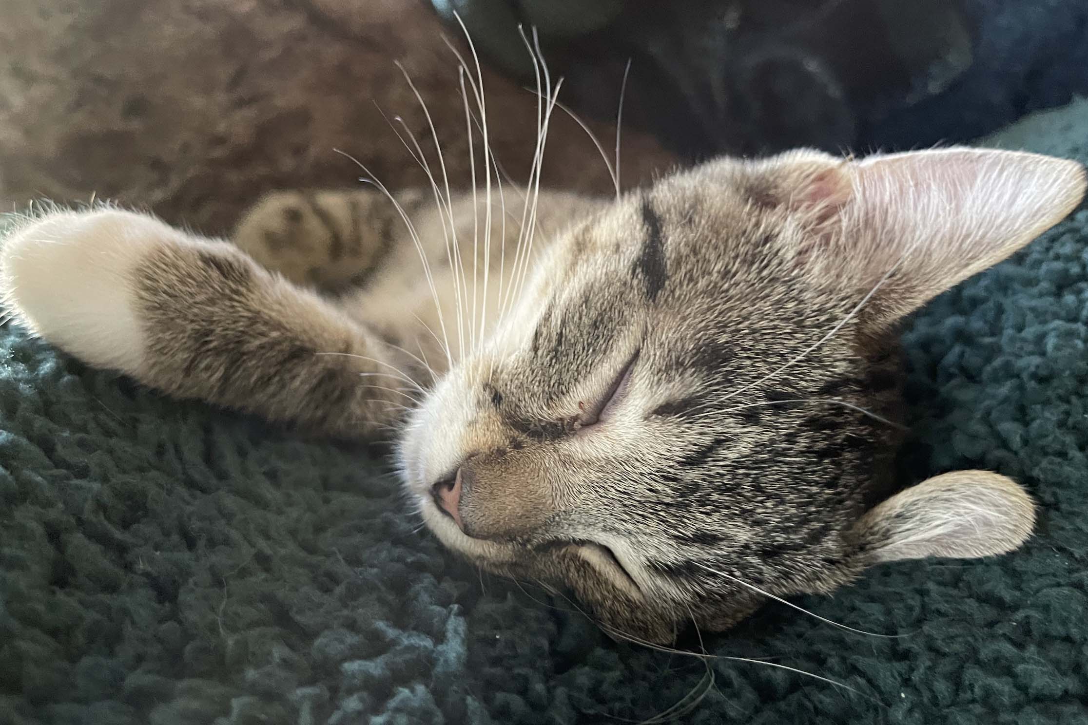 A grey tabby kitty sleeps on a pillow.