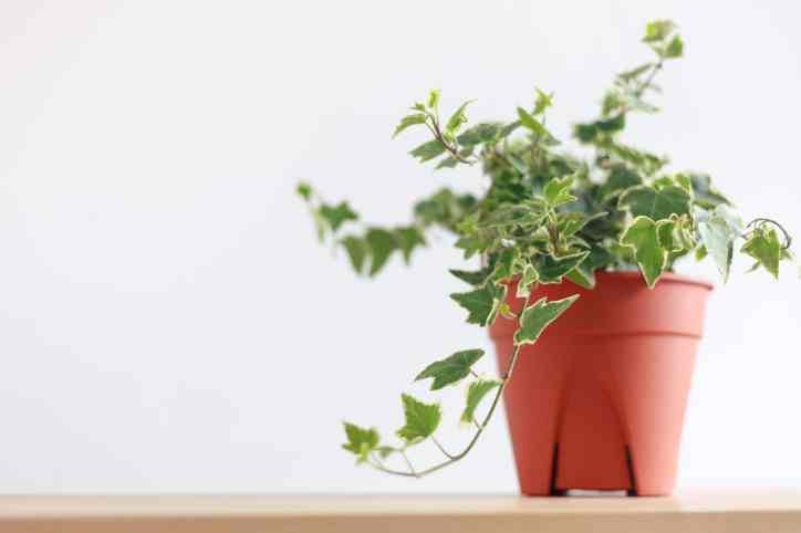 English Ivy (Hedera helix) - Poisonous Houseplants for Cats