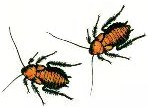 drawing-of-2-cockroaches-from-Mona-Kerby-book