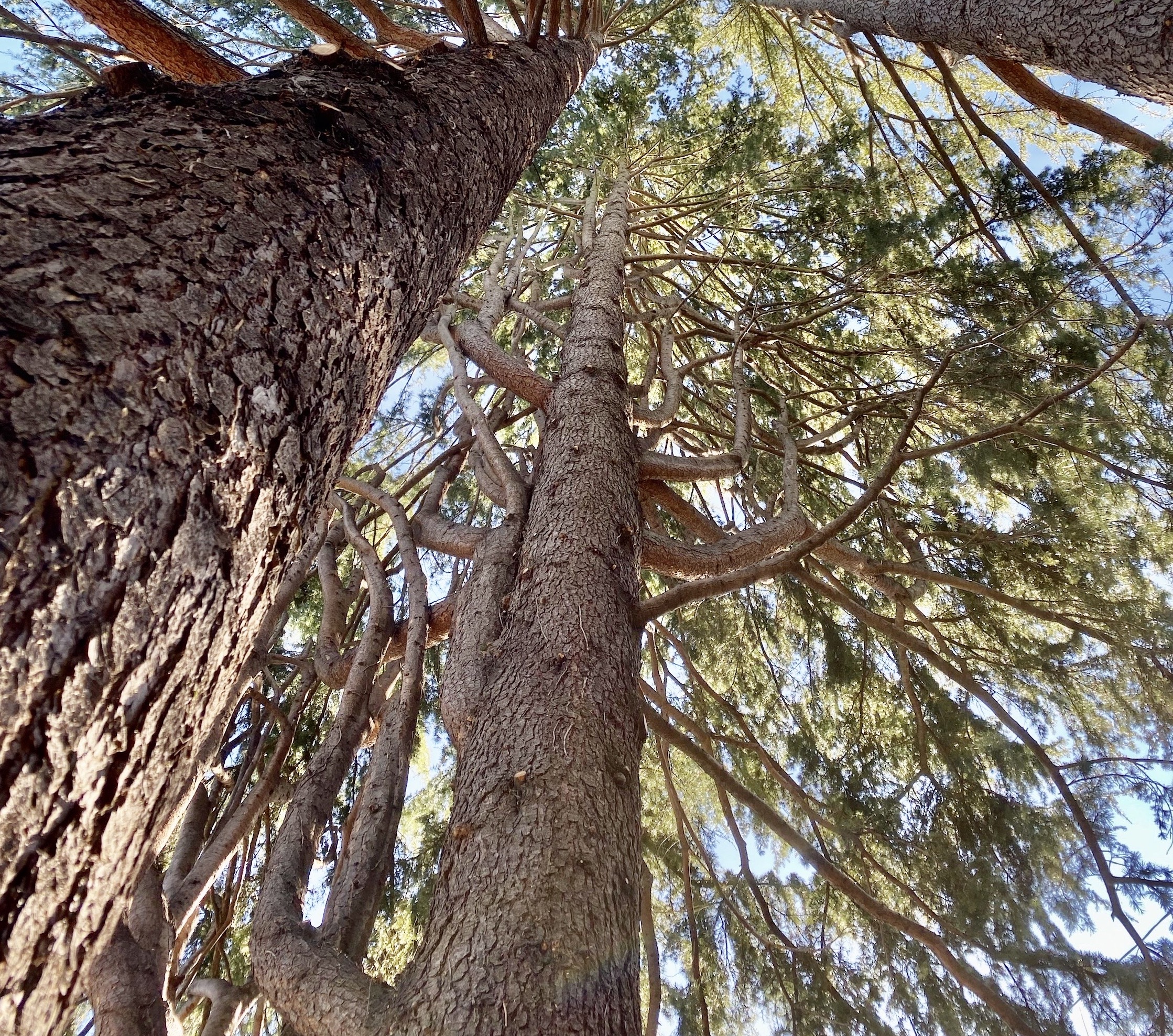 Deodar cedar after dead branches removal.