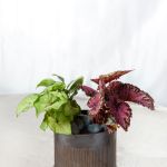 Rustic Rainforest