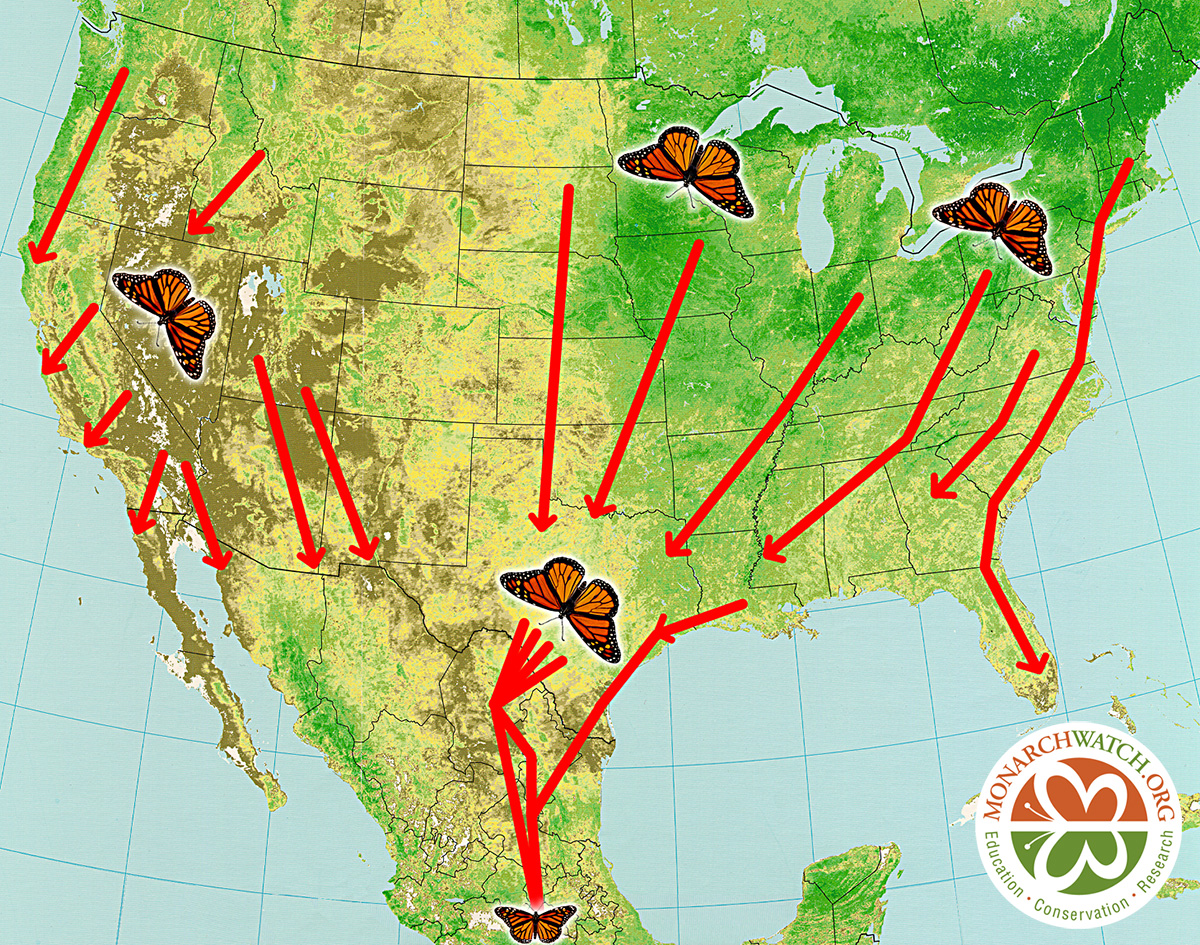 Monarch Butterfly Migration The Great Monarch Butterfly Migration DYK Map Fall 