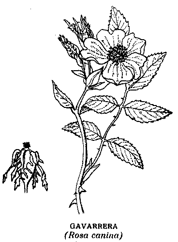 Agnela - Agouloupa (16)