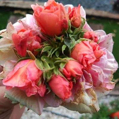 Rosa, rosetes, Ramón, Ramonet, Queretes, Tortosa