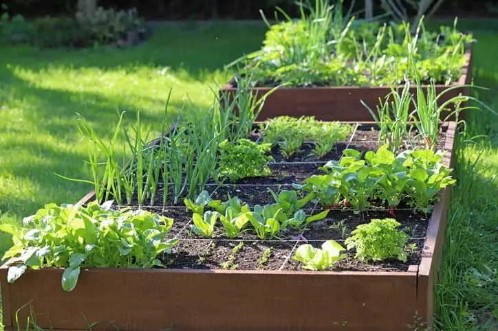 Raised garden beds with vegetables growing in rows, demonstrating how to grow your own food to save money.